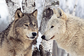 Timber wolf pair in a birch forest (winter)