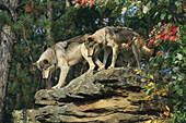 Wolf pair on a rock ledge (autumn)