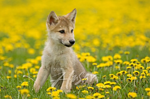 Wolf pup in a field of dandelions Minnesota *