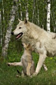 Adult timber wolf (white phase) and pup