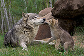 Nuzzling wolf and pup