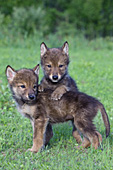 Wolf pup resting on its sibling
