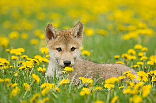 Wolf pup in a field of dandelions Minnesota *