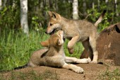 Pair of wolf pups playing near the den