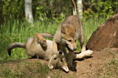 Pair of wolf pups playing near the den