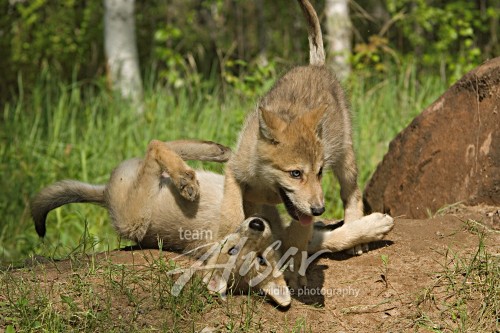 Pair of wolf pups playing near the den Minnesota *