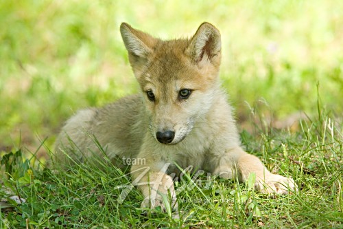 Wolf pup resting in grass Minnesota *