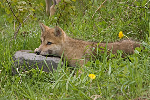 Wolf pup resting on a rock in grass Minnesota *