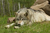 Adult wolf resting outside the den