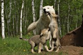 Wolf pups greeting the alpha male