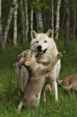 Wolf pup greeting the alpha male