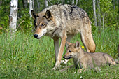 Wolf mother and pup