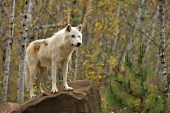 White wolf in the forest (autumn)