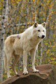 White wolf in the forest (autumn)