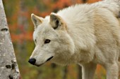 Alert white wolf in the forest (autumn)
