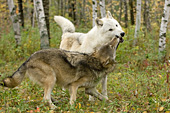 Young wolf greeting a more dominant white wolf