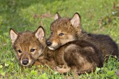 Pair of wolf pups resting in the grass