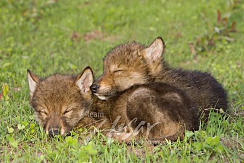 Pair of wolf pups resting in the grass Minnesota *