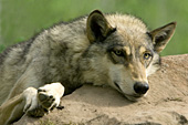 Timber wolf resting on a rock