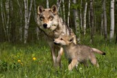 Timber wolf mother and pup