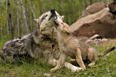 Timber wolf mother and pup