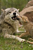 Wolf pup nuzzling its father