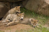 3 pups resting outside their den