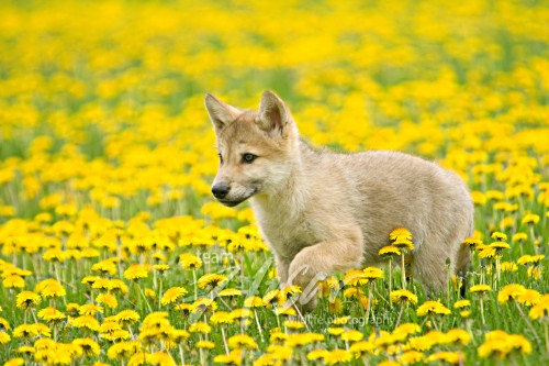Wolf pup in a dandelion field Minnesota *