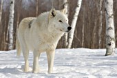 White timber wolf in birch forest (winter)