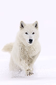 White wolf running in snow