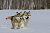 Pair of timber wolves running in snow