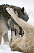Pair of timber wolves playing in the snow
