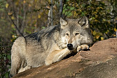 Timber wolf resting on a large boulder (autumn)
