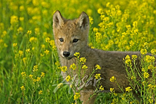 Wolf pup in a meadow of wildflowers Minnesota *