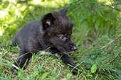 Black wolf pup resting in the shade