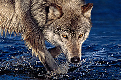 River Crossing