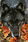 Black wolf (autumn)