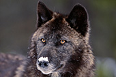 Black wolf with snow on its nose