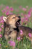 Wolf pup howling in a meadow of flowers