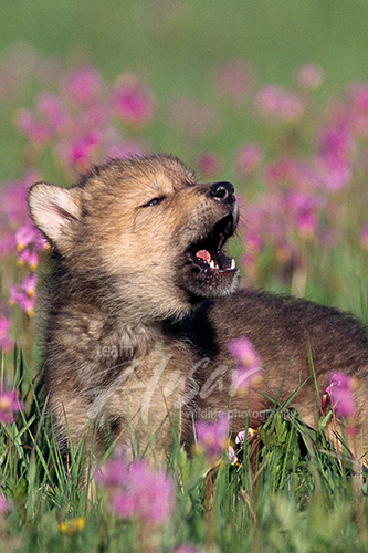 Wolf pup howling in a meadow of flowers Montana * Wolf pup howling in a meadow of flowers Montana *