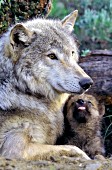 Gray wolf mother & pup