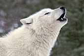 White wolf howling