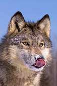 Young timber wolf licking snow off its nose