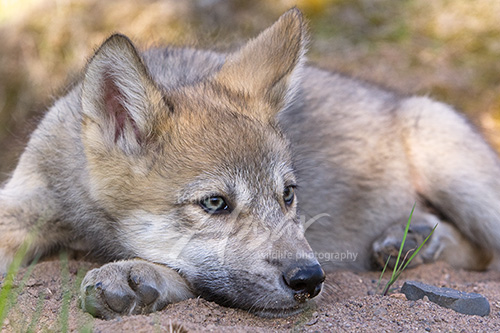 Wolf pup resting its head on its paw Minnesota *