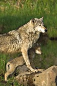 Adult wolf and pup at the edge of a pond