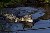 TImber wolf swimming in a pond