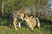 Pair of playful wolf pups