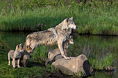 Timber wolf & 3 pups at the edge of a pond