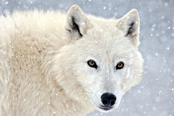 Snow Wolf