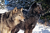 Black and gray wolf in winter